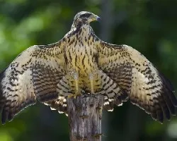 Mangrove Black-Hawk juvenil