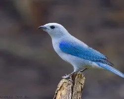 Blue-gray Tanager