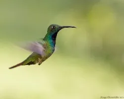 Anthracothorax prevostii