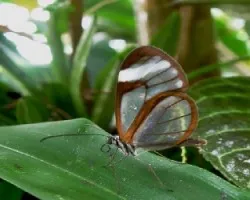 Mariposa Ithomiinae greta nero