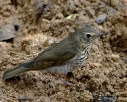 Catharus minimus