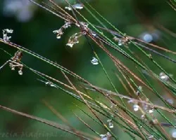 Gotas de rocio