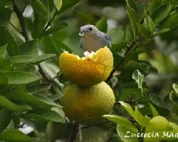 Desde la naranja