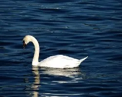 Reflejo de cisne