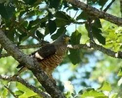 Buteo magnirostris