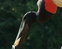 Jabiru mycteria