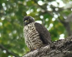 Harpagus bidentatus