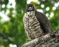 Harpagus bidentatus