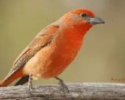 Piranga flava