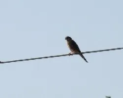 Falco sparverius