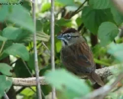 Aimophila rufescens