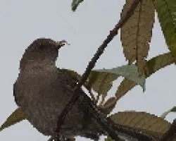 Turdus plebejus
