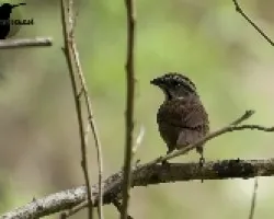 Aimophila rufescens