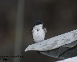 Pygochelidon cyanoleuca