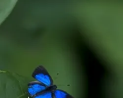 Color Azul