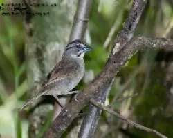 Aimophila rufescens