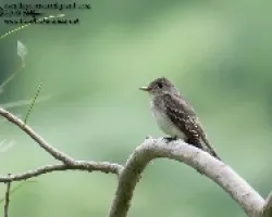 Contopus virens