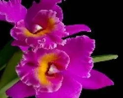 Blc. Canyon royal