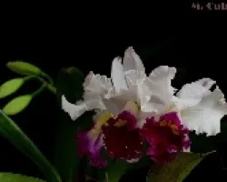 LC. chyong Guu Swan