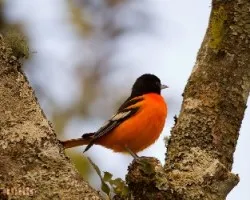 Icterus galbula 1
