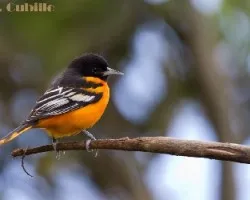 Icterus galbula 2