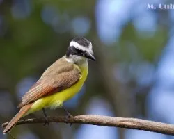 Pitangus sulphuratus