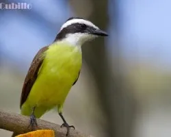 Pitangus sulphuratus