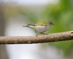 Vermivora peregrina