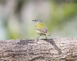 Vermivora peregrina