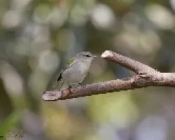 Vermivora peregrina