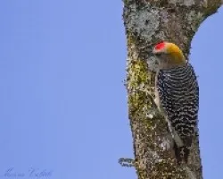 Carpintero
