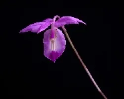 Barkeria uniflora