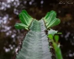 Captus