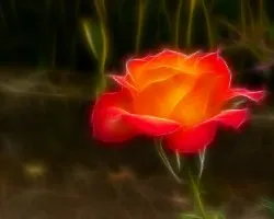 Rosa Herediana