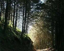 Caminando a contraluz