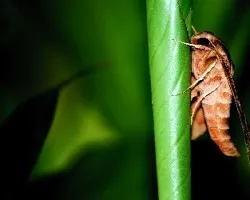 Mariposa nocturna