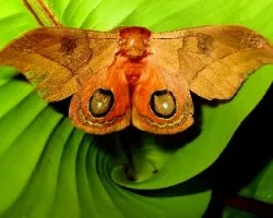 Automeris macho