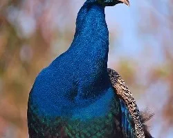 Pavo Real