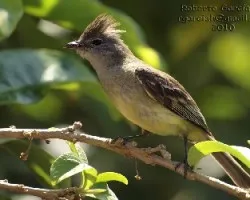 Elaenia flavogaster