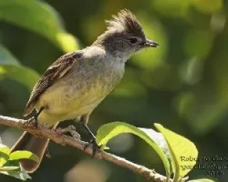 Elaenia flavogaster