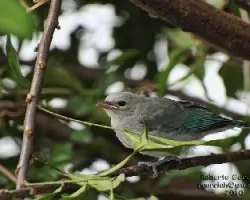 Viuda juvenil 