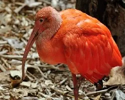 Ibis1