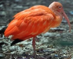Ibis2