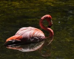 Flamenco en verde