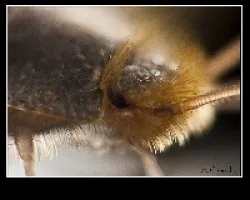 Lepisma 2