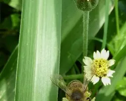 Florecillas