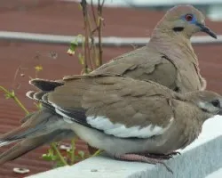 Zenaida3