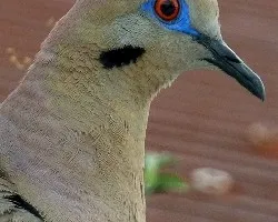 Zenaida3