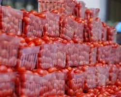 Tomaticos