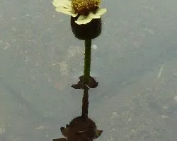 Reflejo